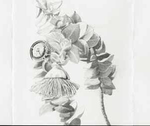 Drawing Mottlecah Eucalyptus macrocarpa study pencil on paper 190mm H x 935mm W