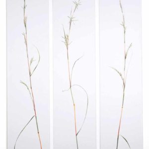 Cymbopogon refractus, Barbed-wire Grass (gouache on paper)