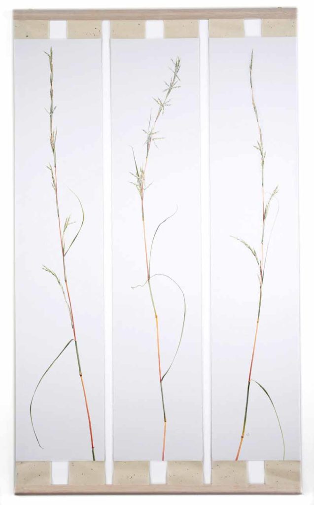 Cymbopogon refractus, Barbed-wire Grass (gouache on paper)