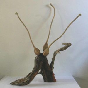 Grevillea Crawl (BRT paper clay & timber)