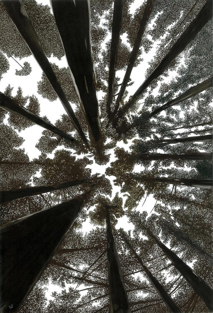 Sequoia Sky
