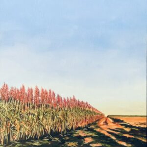 Afternoon Glow - Cane Harvest - print